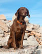 Pics of Labrador Retreiver Dogs