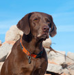 Pics of Labrador Retreiver Dogs