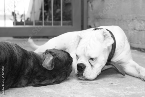 Photo: Love dogs Love dogs