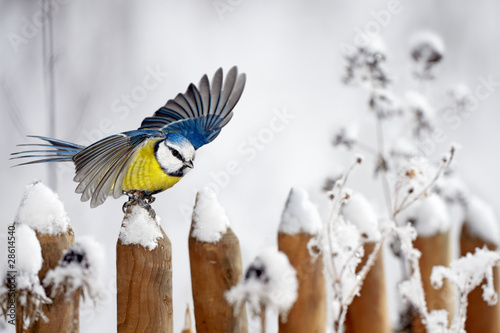 Photo: Blue Tit landing on a snow-covered garden fence Blue Tit landing on a snow-covered garden fence
