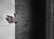 The Hand