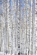 Winter birch forest - winter serenity.