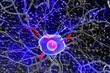 Illustration: Nerve cells Nerve cells