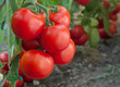 growth tomato growth tomato