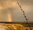 Branche épineuse sur ciel d'orage avec un arc-en-ciel