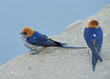 Lesser Striped Swallow Lesser Striped Swallow