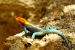 Male and Female of Red-headed Rock Agama Male and Female of Red-headed Rock Agama
