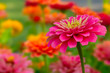Beautiful pink flowers