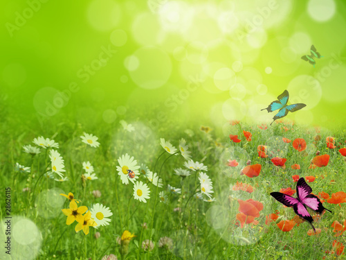 Illustration: Dreamy spring meadow Dreamy spring meadow