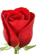 Rosenblüte