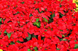 Red poinsettias Red poinsettias