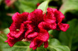 Fiore rosso