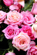 New Rose beautiful New Rose beautiful