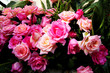 New Rose beautiful New Rose beautiful