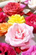 Rose on water Rose on water