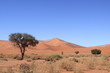 Dune et arbre dans le désert du Namib