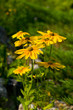 yellow flowers