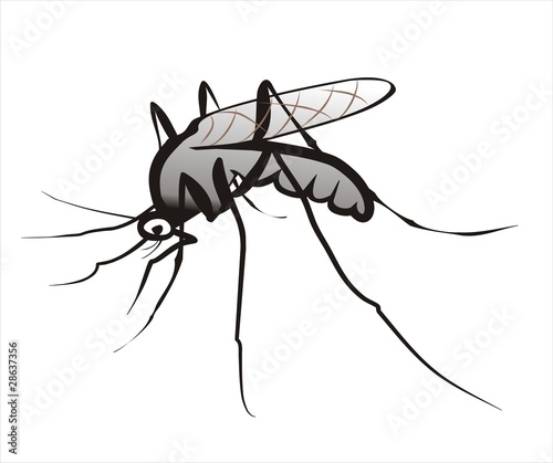 Vector: mosquito isolated sketch in black lines mosquito isolated sketch in black lines