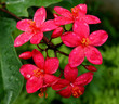 Fleurs de Jatropha Integerrima Fleurs de Jatropha Integerrima