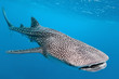 Whale shark Whale shark