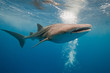 Whale shark Whale shark