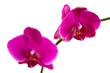 Orchid