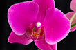 Orchid
