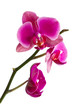 Orchid