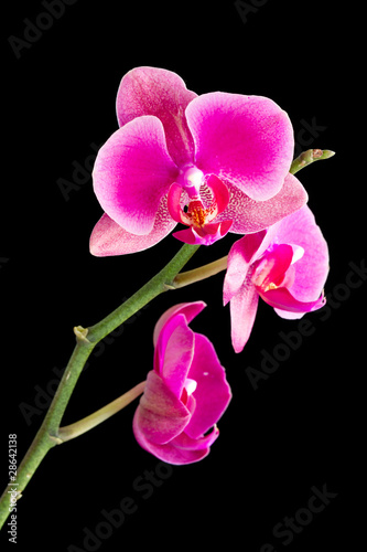 Photo: Orchid Orchid