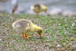 a gosling foraged in grass