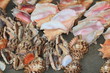 Морские раковины