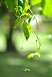 Hanging Foliage