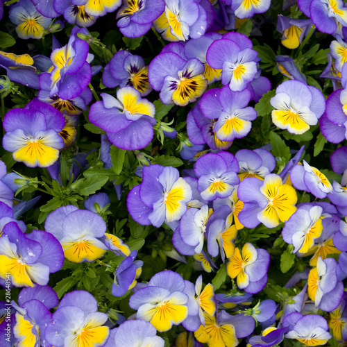 Photo: Coloured floral background Coloured floral background