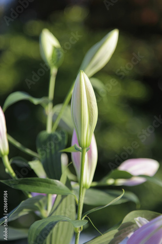 Photo: Bud lily Bud lily