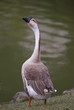 a brown goose near the water