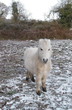 White Pony in the Snow White Pony in the Snow