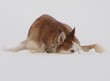 Husky im Schnee