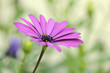 Close-up of Purple Osteospermum Daisy