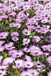 Purple Osteospermum Daisy meadow