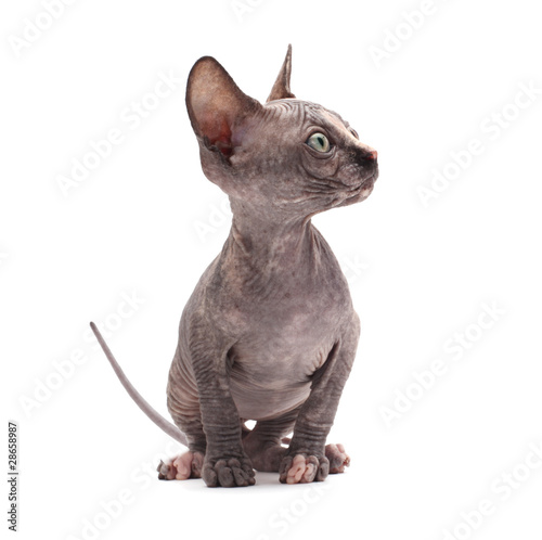 Foto: sphinx cat sphinx cat