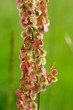 Rumex acetosa, Wiesen-Sauerampfer