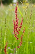 Rumex acetosa, Wiesen-Sauerampfer