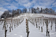 Weinberg im Winter  #101226-010