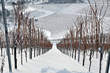Weinberg im Winter  #101226-006