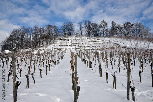 Photo: Weinberg im Winter #101226-010 Weinberg im Winter #101226-010