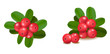 Cranberries with leaves. Vector illustration