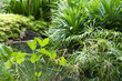 Tropical garden