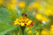 Bee collecting honey