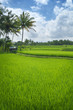 Terrace rice fields