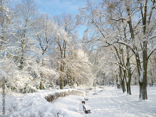 Photo: Hivers dans le parc Hivers dans le parc